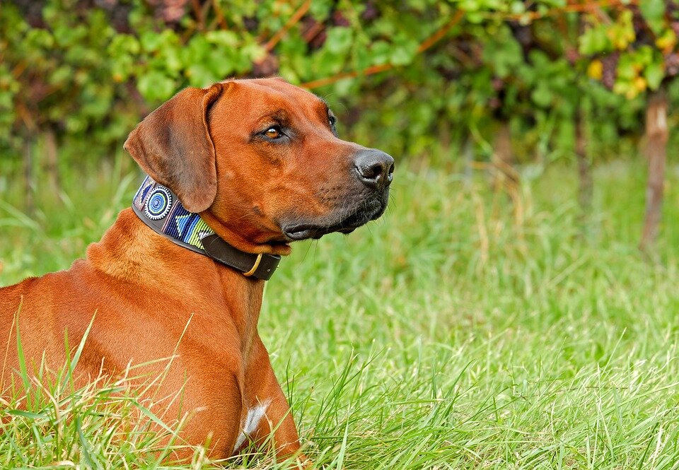 https://cdn.pixabay.com/photo/2017/09/08/16/54/rhodesian-ridgeback-2729375_960_720.jpg