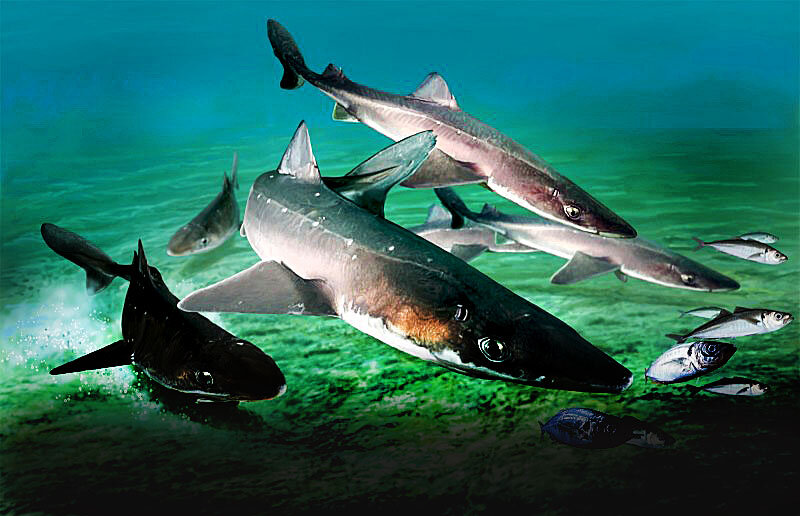 Акулы в черном море катран фото