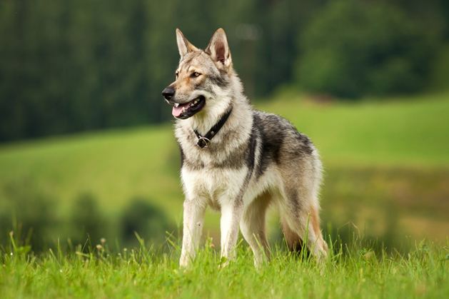 Хотя есть очевидные различия между собаками и волками,  у них все-таки имеются и общие черты. Представляем подборку пород собак, которые внешне похожи на волков.