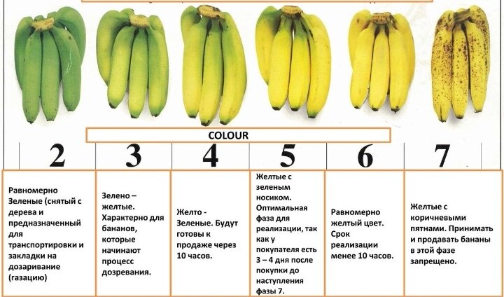 ТАБЛИЦА СПЕЛОСТИ БАНАНОВ - картинка взята из свободных источников сети интернет 