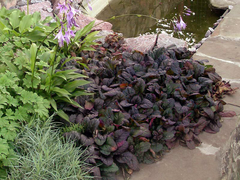 Живучка пурпупная