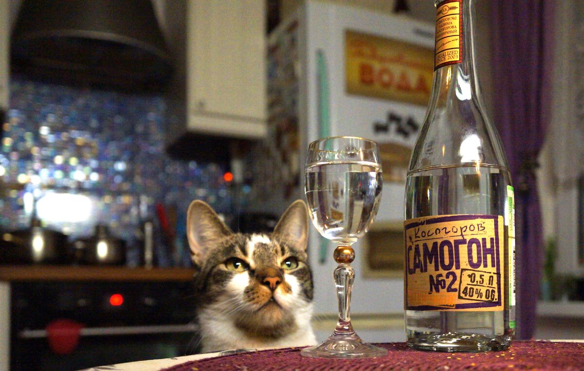 Если пить с котиком - это в одиночестве или все-таки с кем-то?