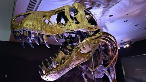 Скелет тираннозавра по имени Стэн побил рекорд окаменелостей динозавров: на аукционе продано 24,5 миллиона фунтов стерлингов