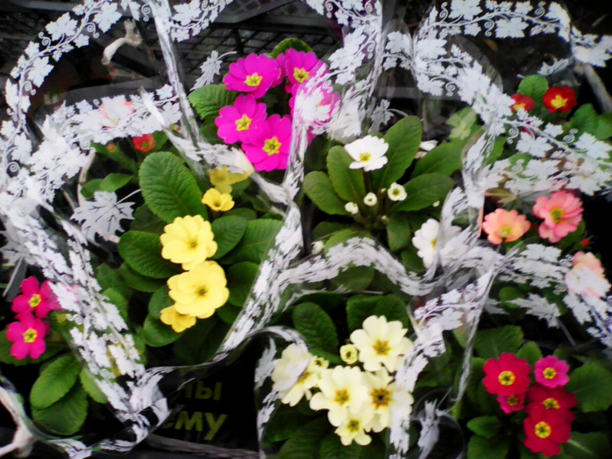 моя примула (из семян до цветения) на 8-е марта. Почти вся осталась у меня