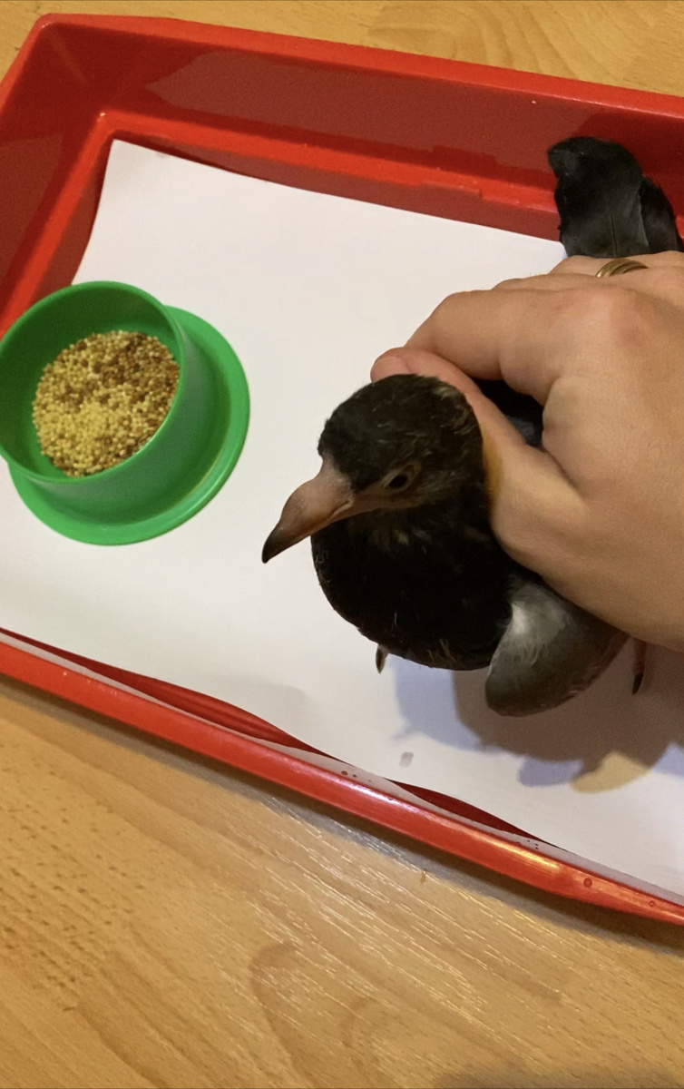 Вот так он примерно жил первые полторы недели, не отходил от своей кормушки