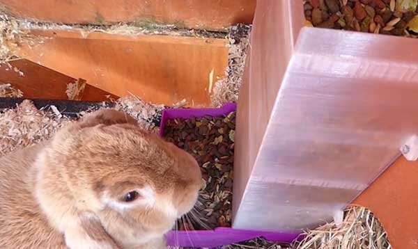 Изготавливаем бункерную кормушку для кроликов