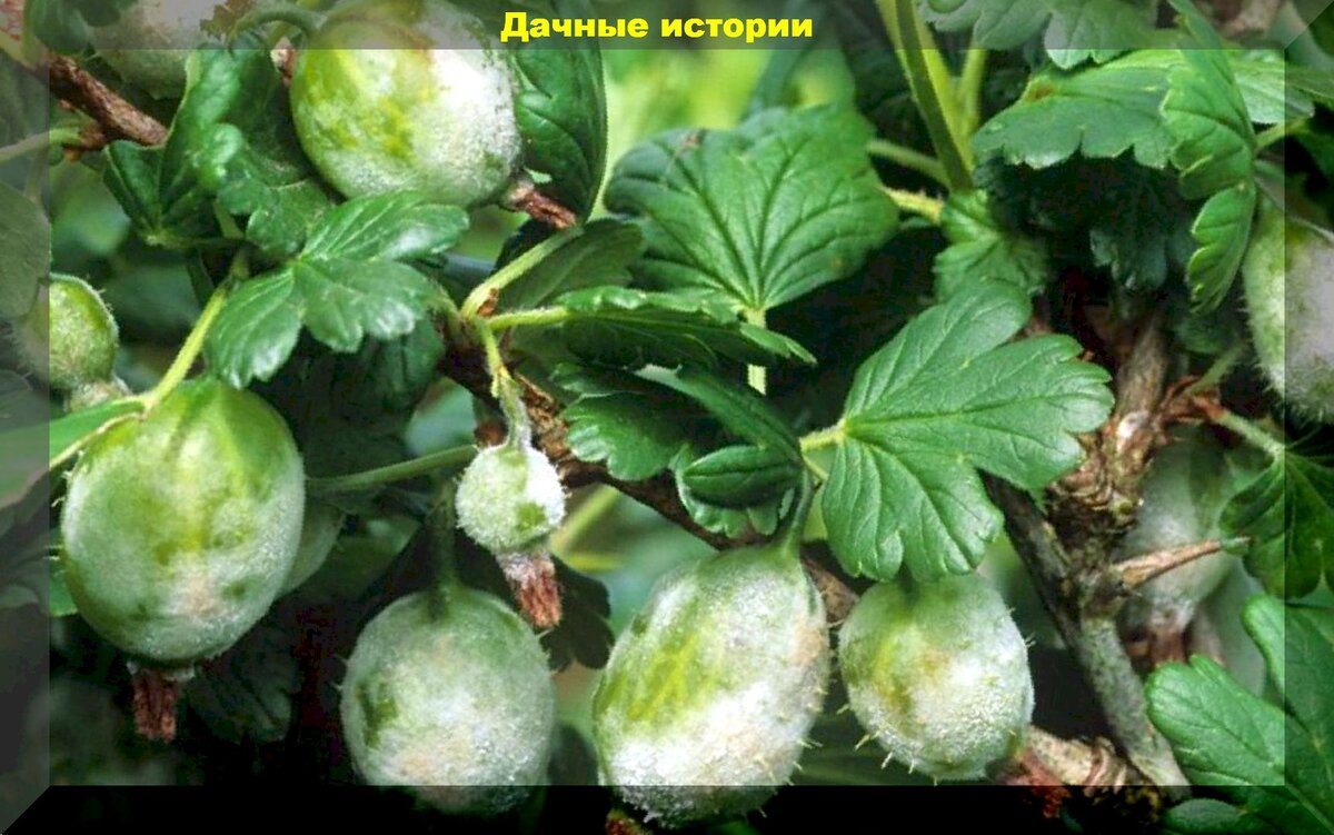 https://vk.com/photo-159774511_457248438. Мучнистая роса