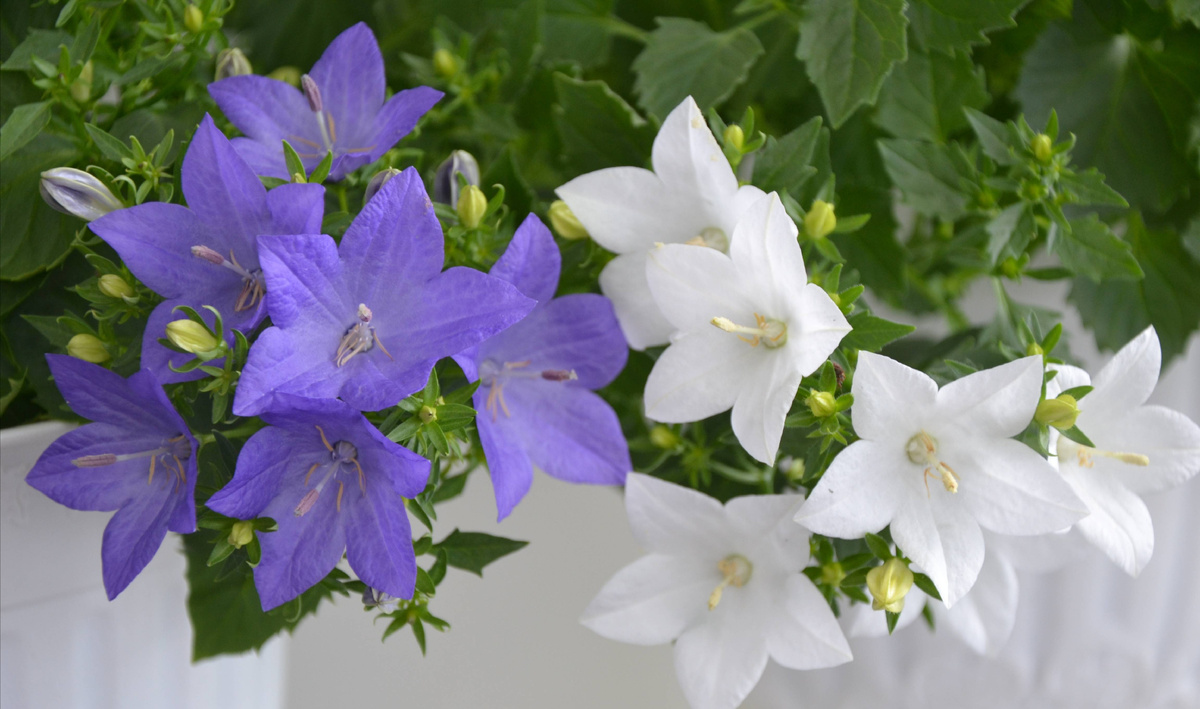 "Жених" и "Невеста"