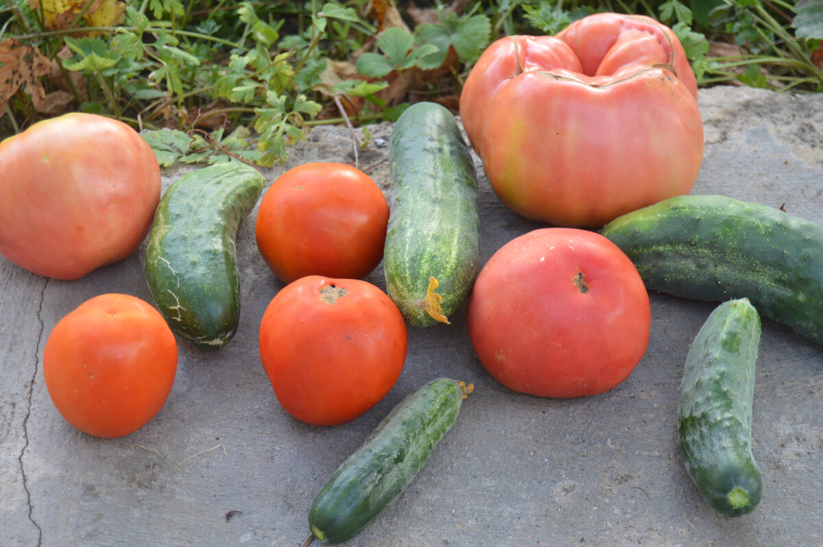 Личное фото. Все только с грядки. Раз, два и салат готов.
