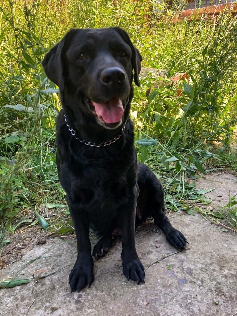 Казань, лабрадор, девочка, 10 лет