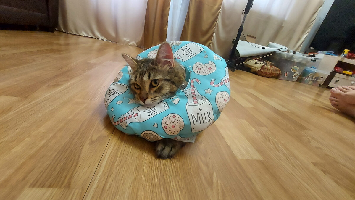 Тимофей в воротнике