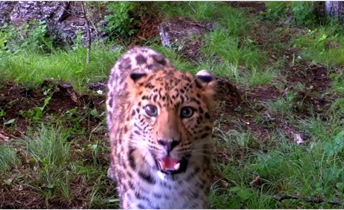 Скриншот с видео