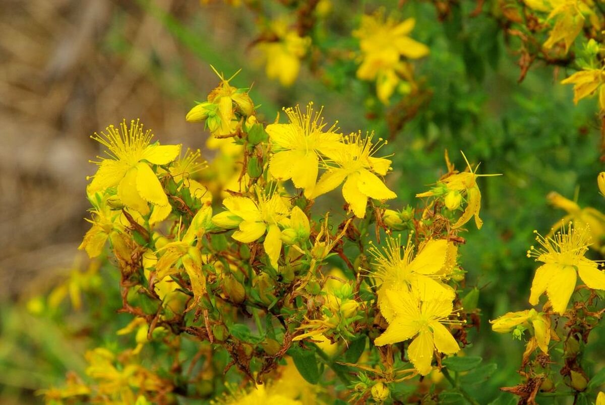 Зверобой Hypericum calycinum. Багульник болотный и зверобой продырявленный. Зверобой бык. Зверобой куст в лесу. Зверобой эти русские