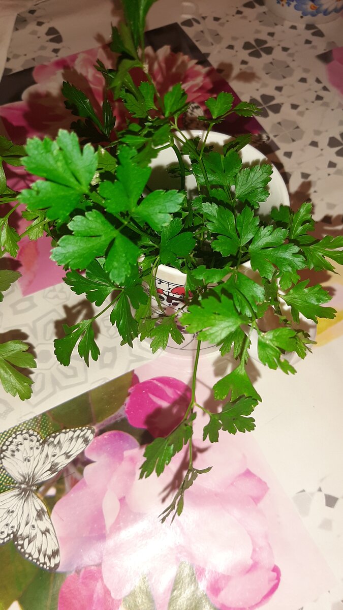 Зелень зелёная