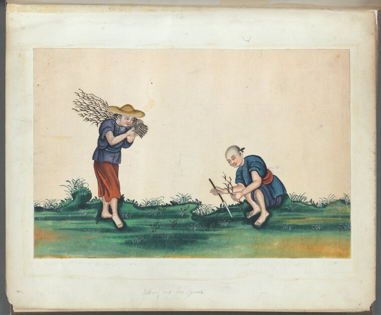 Гравюра 1800 - 1899 гг. «Обрезка чайных кустов». Коллекция THE MIRIAM AND IRA D. WALLACH DIVISION OF ART, PRINTS AND PHOTOGRAPHS: ART & ARCHITECTURE COLLECTION (NYPL)