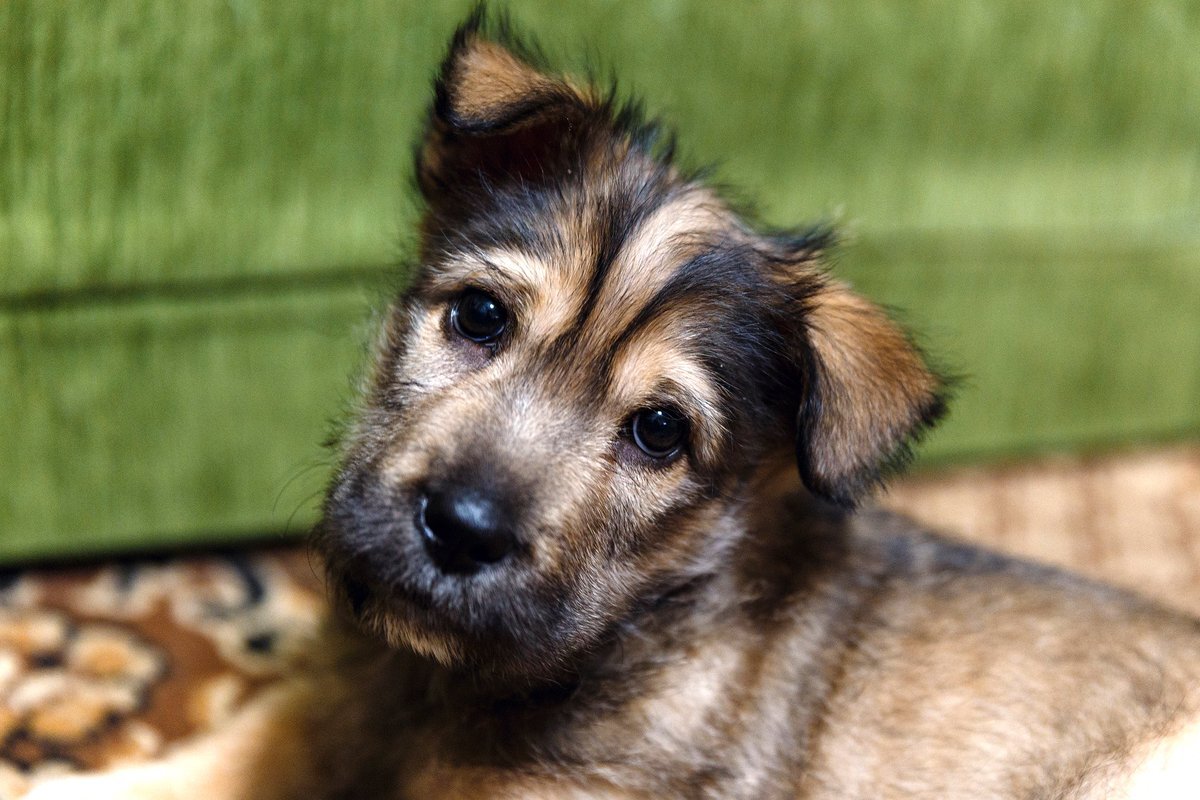 Фото из свободного доступа сети Интернет