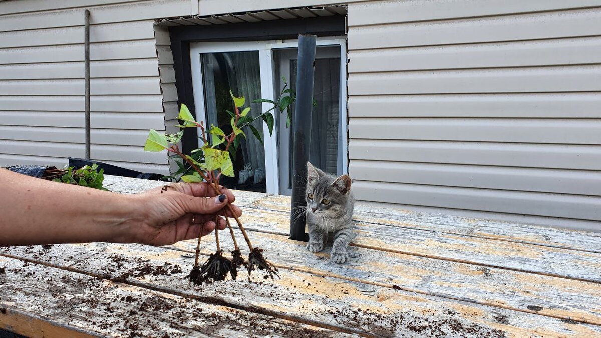 Результат, который Вас ждет через 4 недели