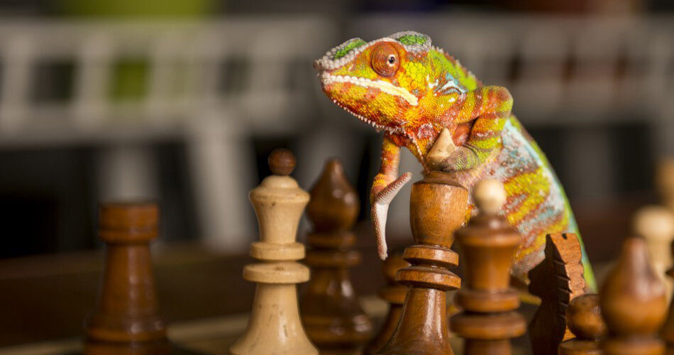 Photo credit https://wikipet.ru/1463-kakie-zhivotnye-zavodit-studentam.html
