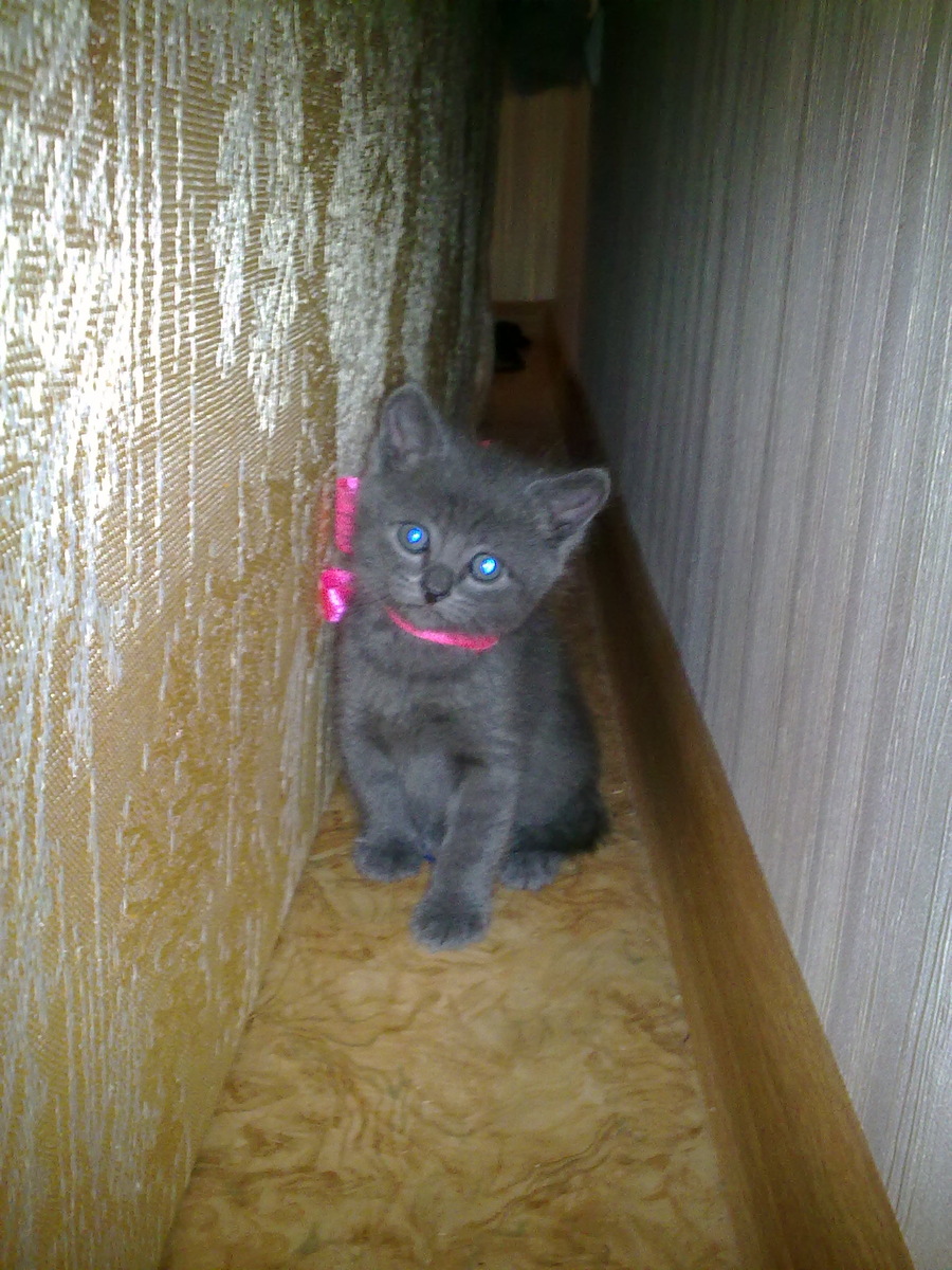 Маленький Тишка