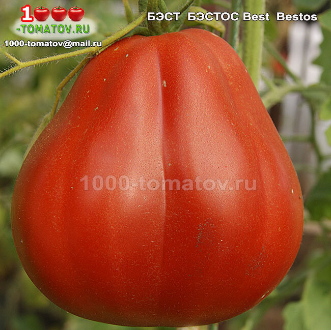 Томат Бэст Бэстос  Best Bestos фото 1