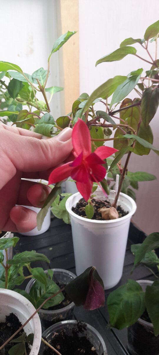 Январь, а она радует цветением, хоть и небольшим.