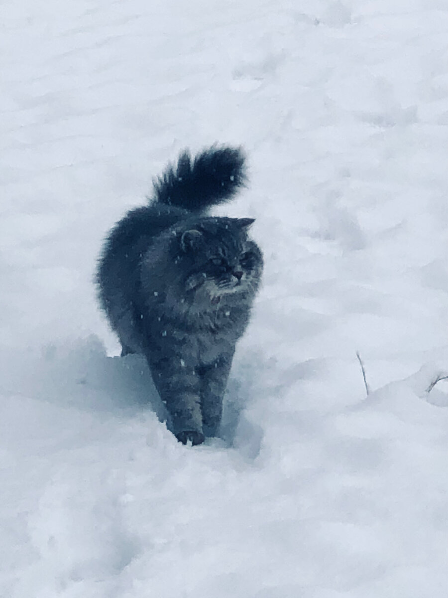 "Что нам снег, что нам зной...."