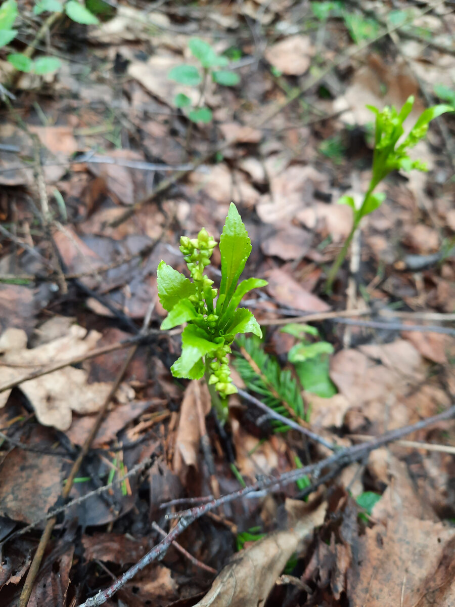 Что за растение? Кто знает - пишите.
Фото автора