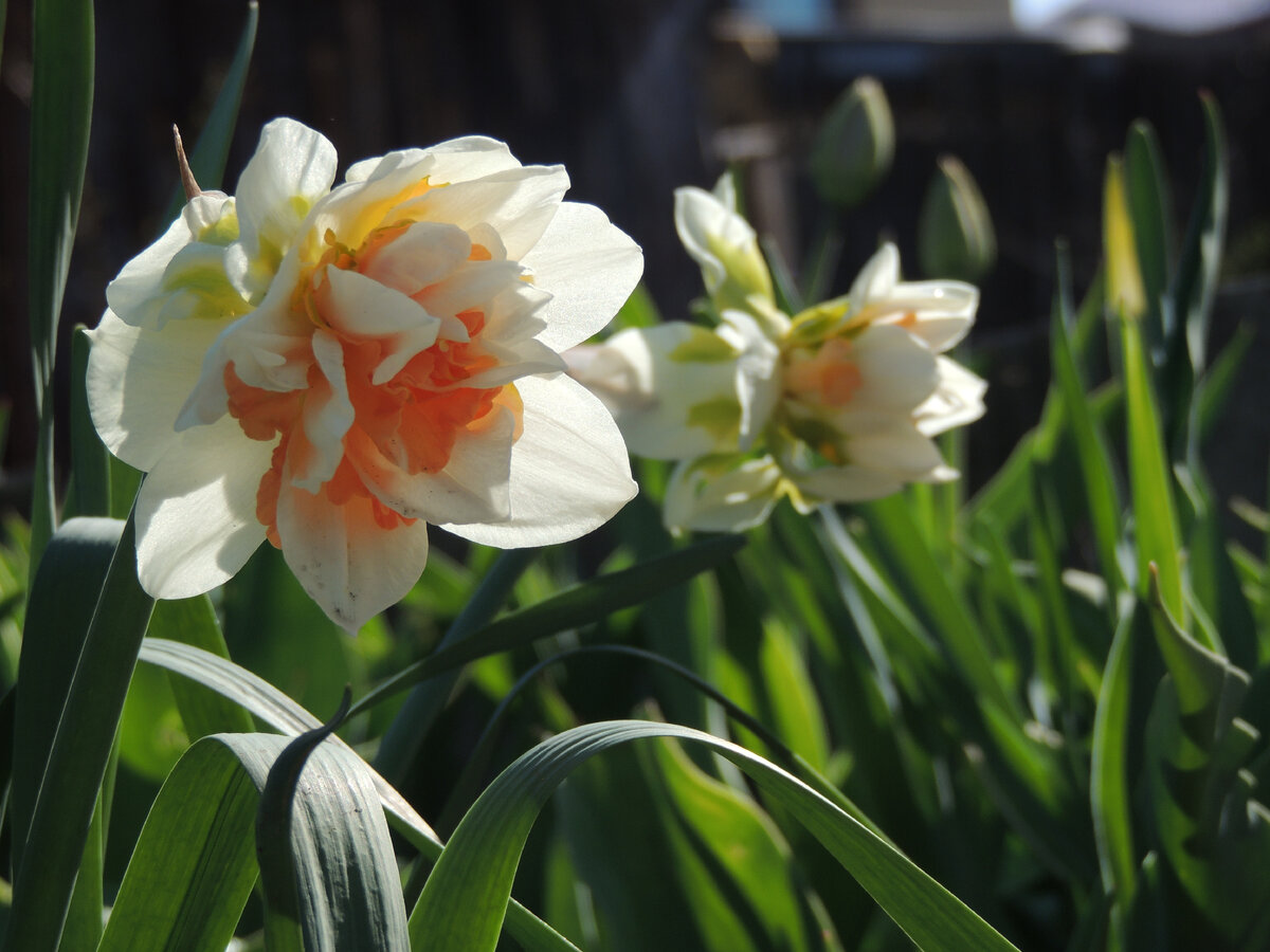 Мои нарциссы