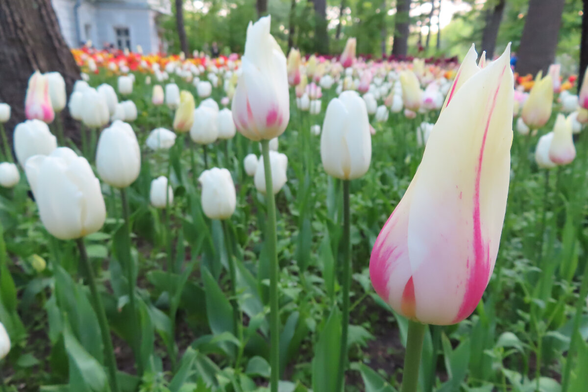 Фестиваль тюльпанов в ЦПКиО Санкт-Петербург, 30 мая 2022 год