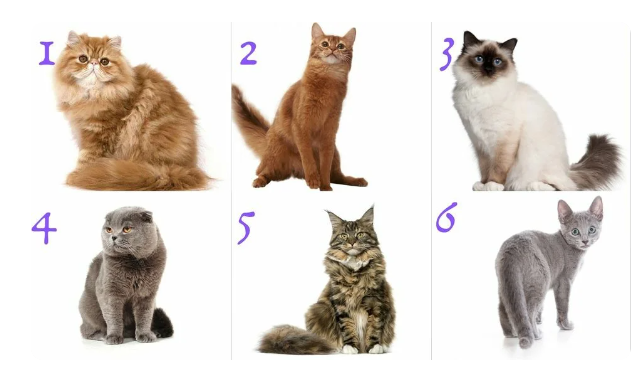 Изображение взято с открытых источников