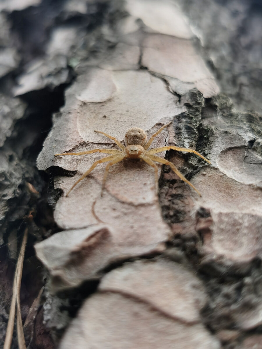 Снято на смартфон HONOR View 30 Pro. Автор: Галина Белочка