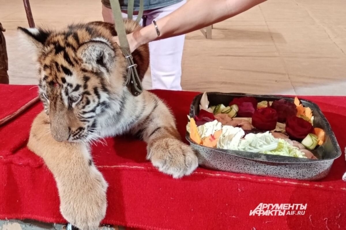 Мясной торт для котёнка. В Перми поздравили с Днём тигра 4-месячную хищницу  | АиФ–Пермь | Дзен