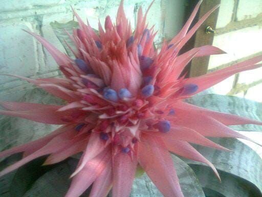 фото сегодня. Уже подросла.