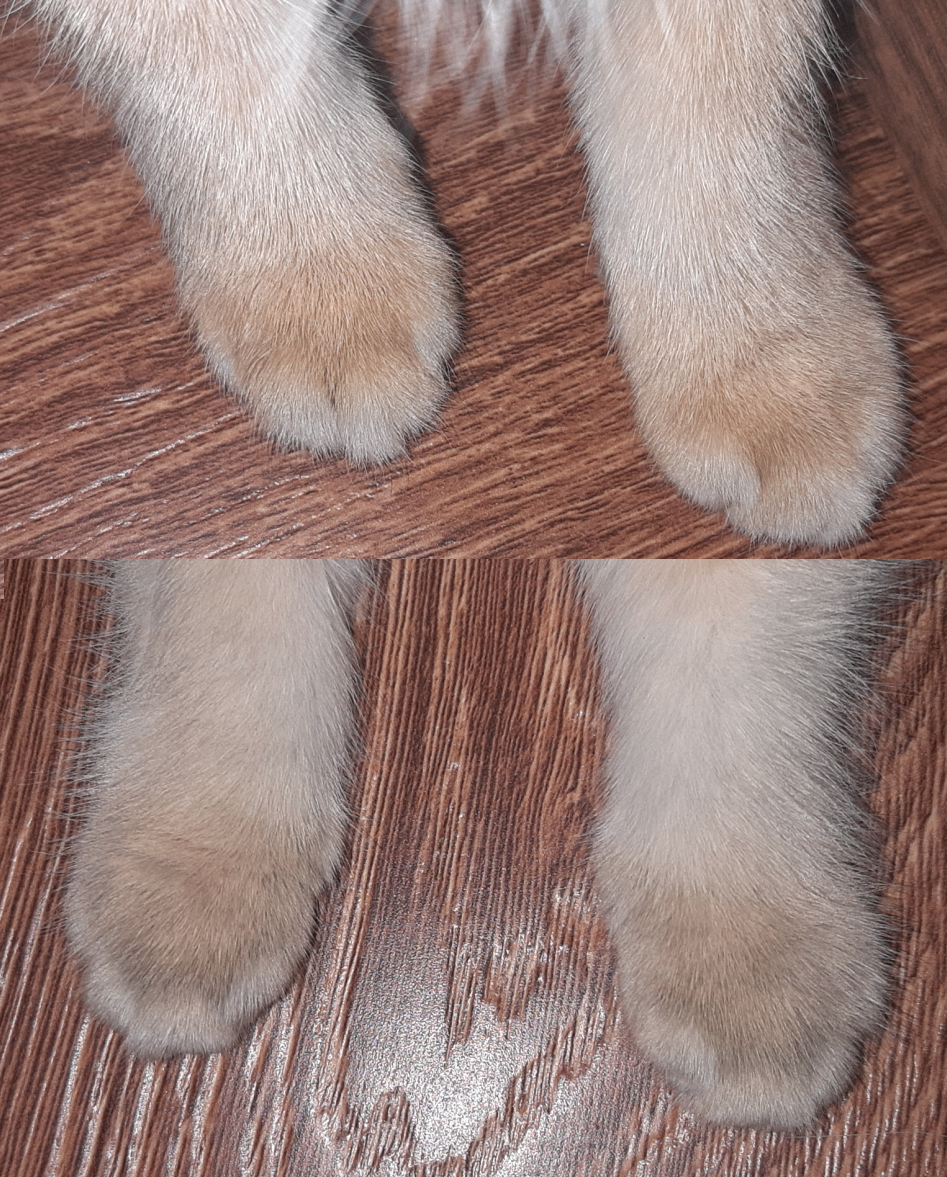 Лапки двух ny 11 - посветлее и потемнее; в первом случае экспрессия wbBSH чуть больше, во втором - чуть меньше. Разница на самом деле может быть еще существенней.