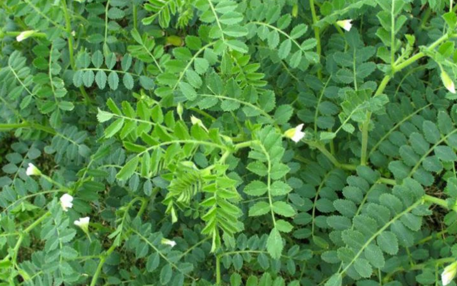 Сорняки на горохе. Сорные гороха. Пелюшка горох полевой. Трава похожая на горох. Сорняки на горохе.