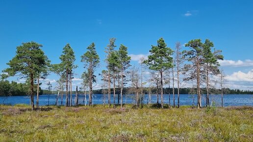 Лесная прогулка на Большое Зеленодольское озеро. Ленинградская область