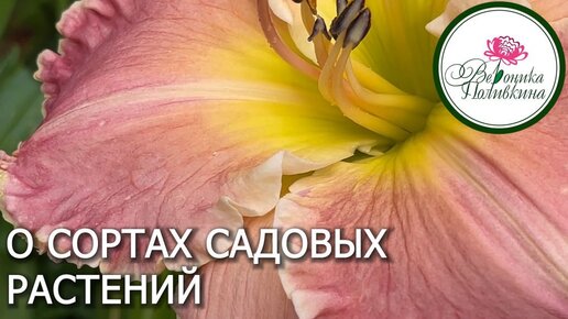 О СОРТАХ САДОВЫХ РАСТЕНИЙ