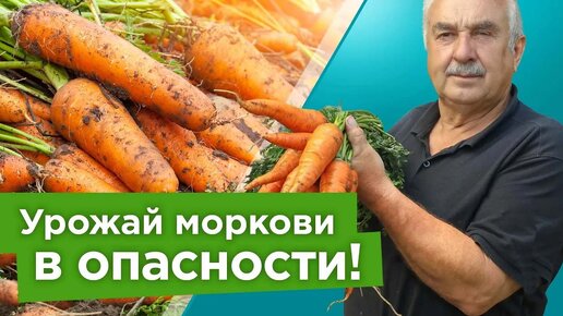 Вот когда выкапывать морковь нужно срочно! Только так будет сочной, ровной и долежит до весны