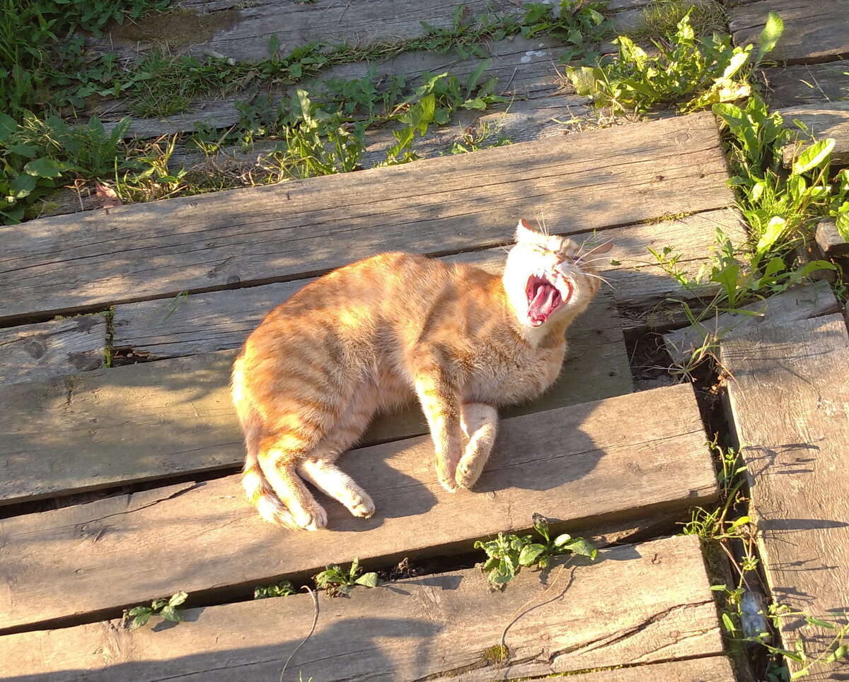 Личное  фото. 