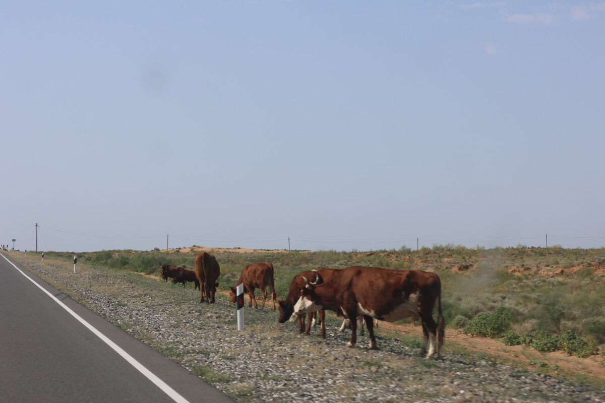 Животные на нашем пути 