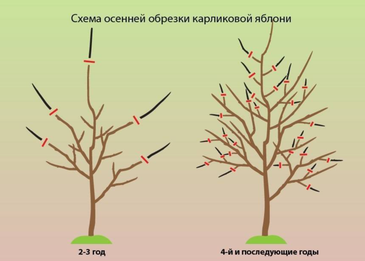 Подрезать. Обрезка яблони осенью для начинающих. Схема обрезки саженцев яблони. Обрезка карликовых яблонь весной. Правильная обрезка яблонь весной схема