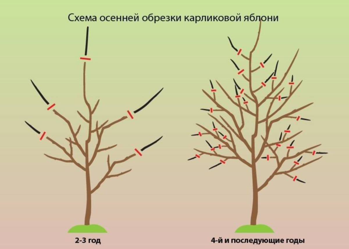 Подрезать. Обрезка яблони осенью для начинающих. Схема обрезки саженцев яблони. Обрезка карликовых яблонь весной. Правильная обрезка яблонь весной схема.