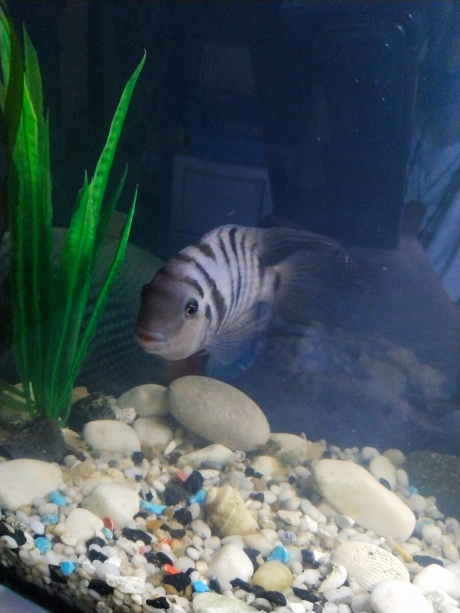 цихлида Зебра, фото автора 