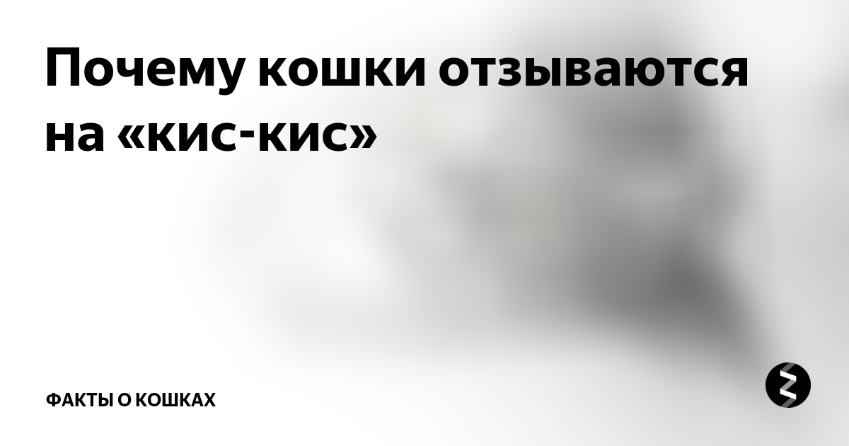 Почему кошка отзывается
