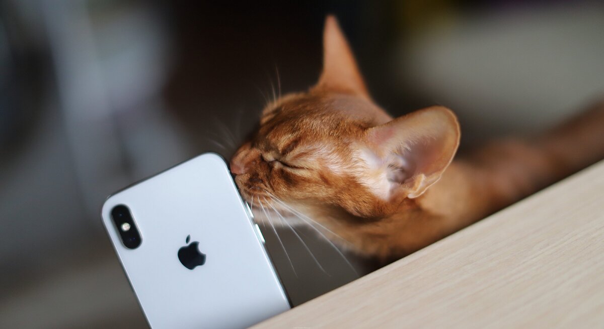 Моя кошка, которой он тоже похоже пришелся по душе