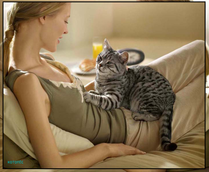 Кошка топчет живот