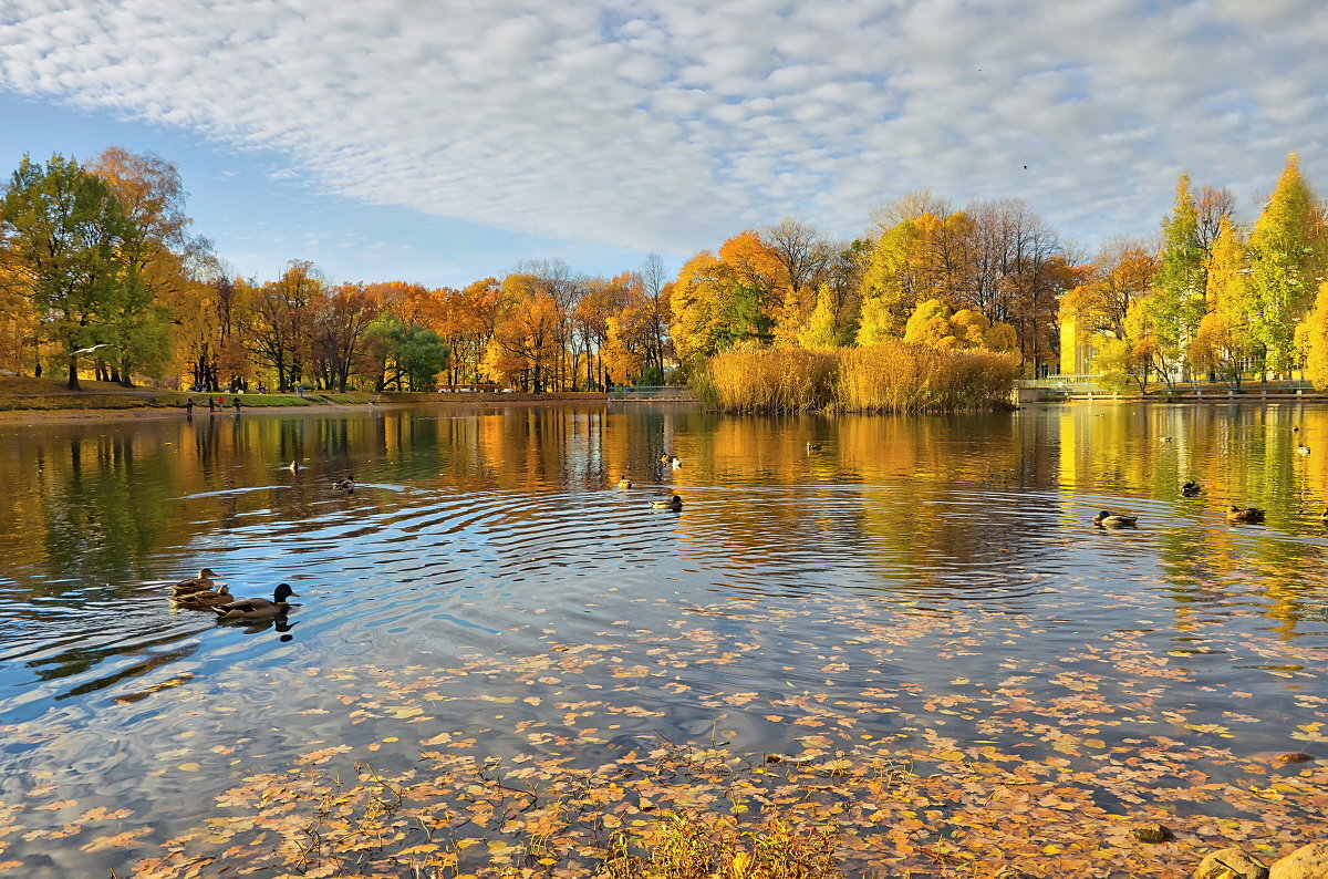 Автор фото : Ирэна Мазакина - Социальная сеть ФотоКто. Таврический сад, Санкт-Петербург.