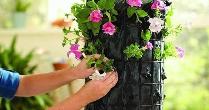 Вертикальная клумба из петуний: мастер-класс по изготовлению цветочного чуда своими руками