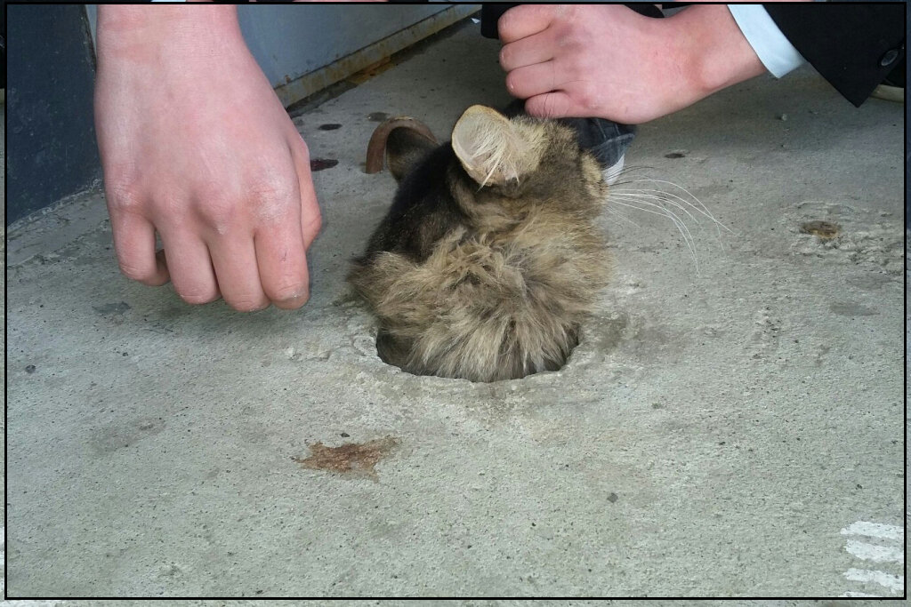 Эта история случилась в Челябинске, где видимо местные кошки настолько суровы, что каким то образом застряют в бетонных плитах.-2
