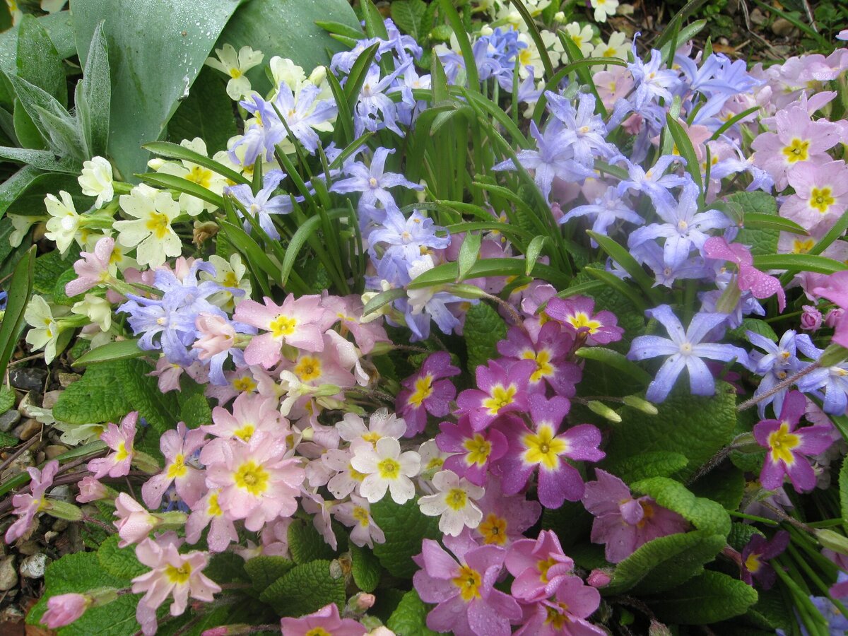 хионодокса